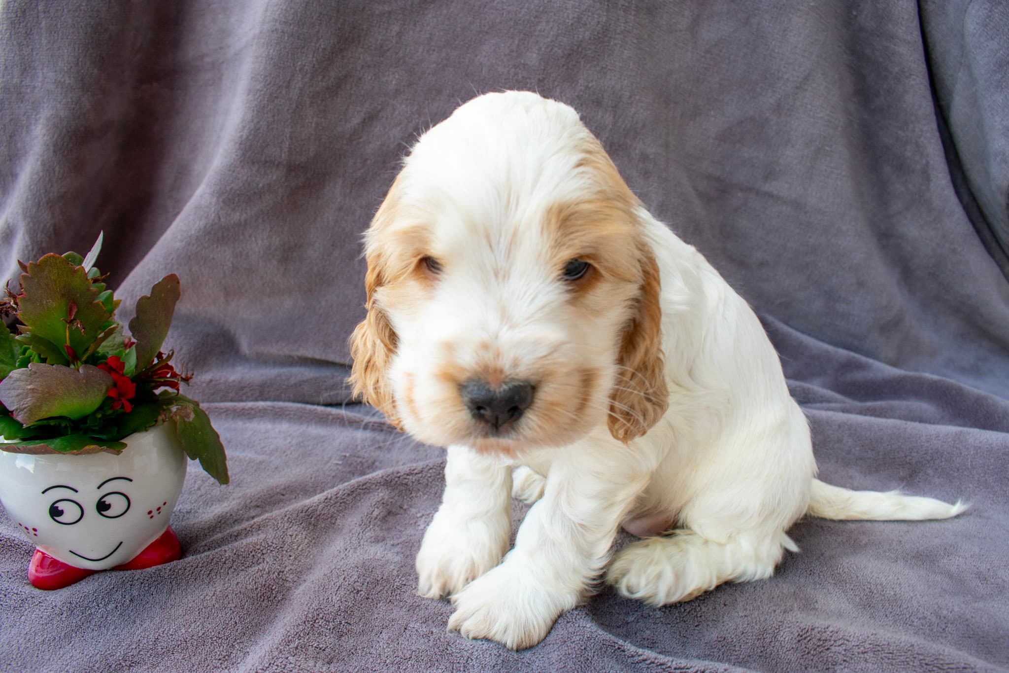 Amy von den Isarwiesen