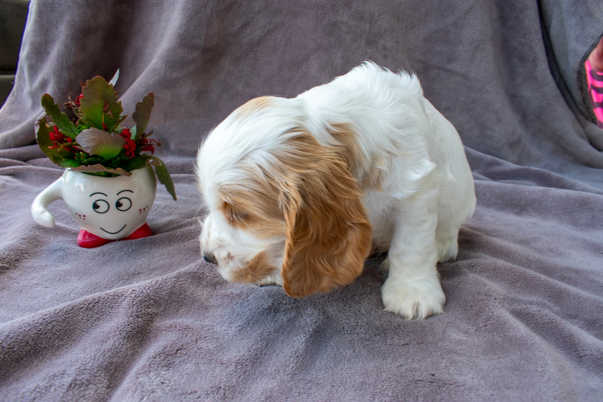 Anjo von den Isarwiesen