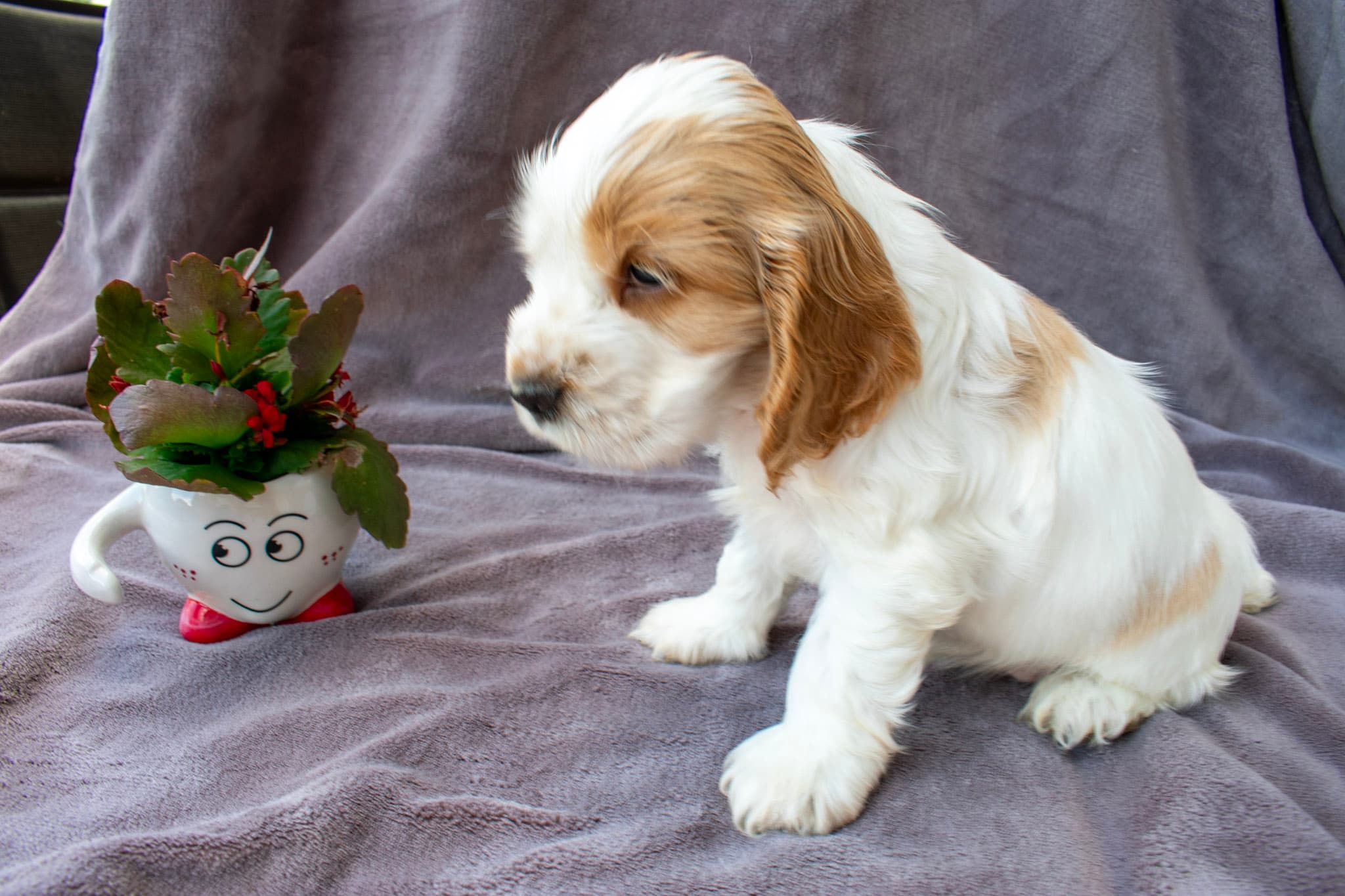 Amira von den Isarwiesen