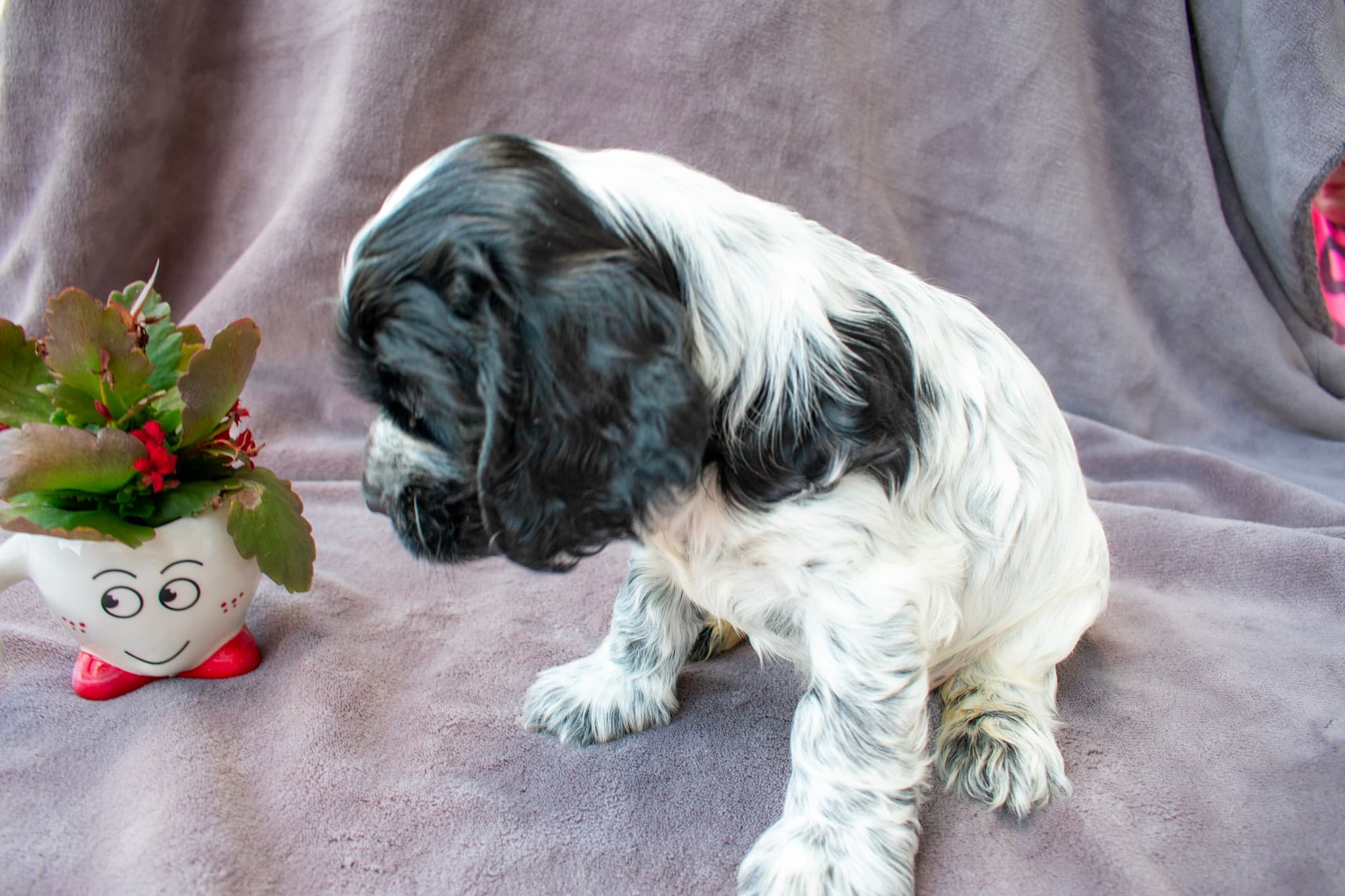 Alisha von den Isarwiesen