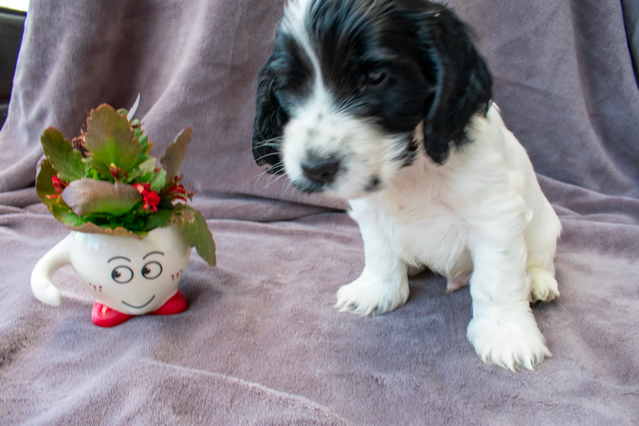 Aiko von den Isarwiesen